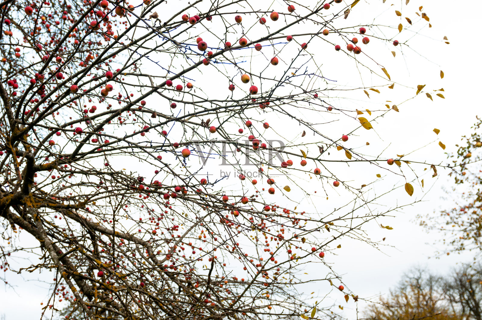 秋天的苹果树枝。照片摄影图片