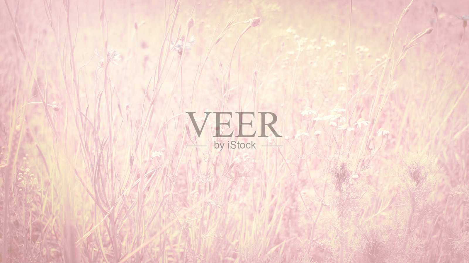 淡粉色草甸花背景图案照片摄影图片