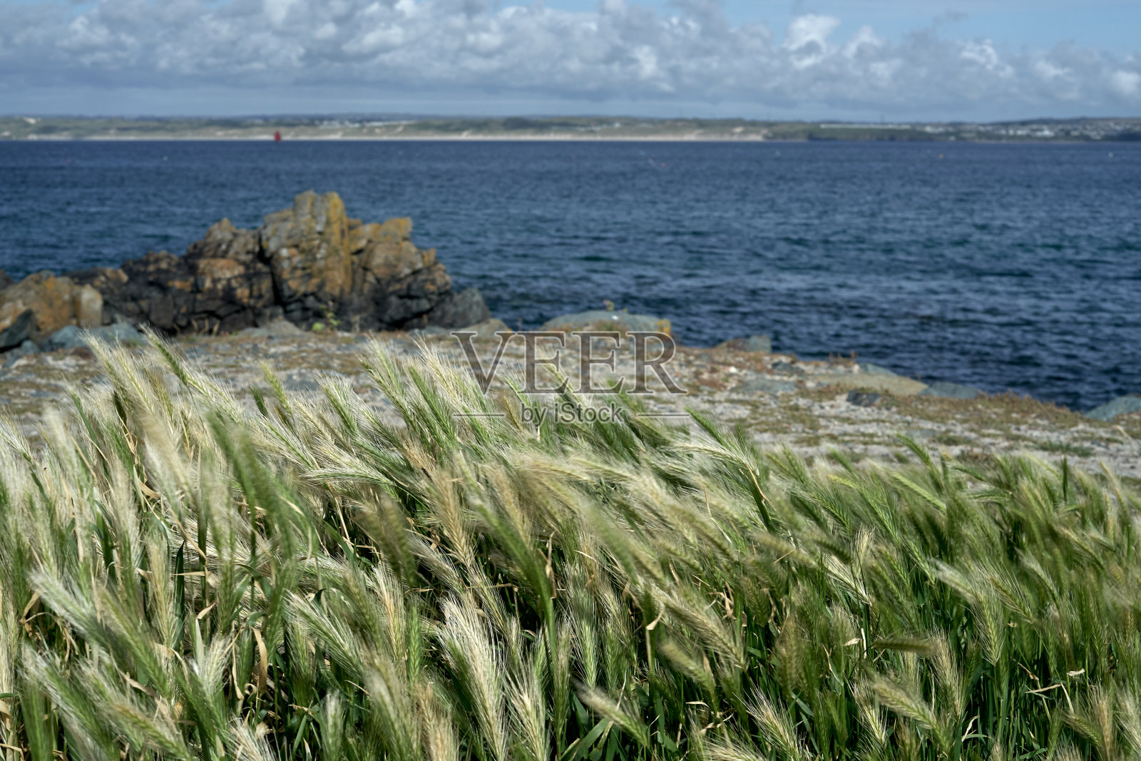 对海洋的散焦视图。选择性地关注沿海的草照片摄影图片