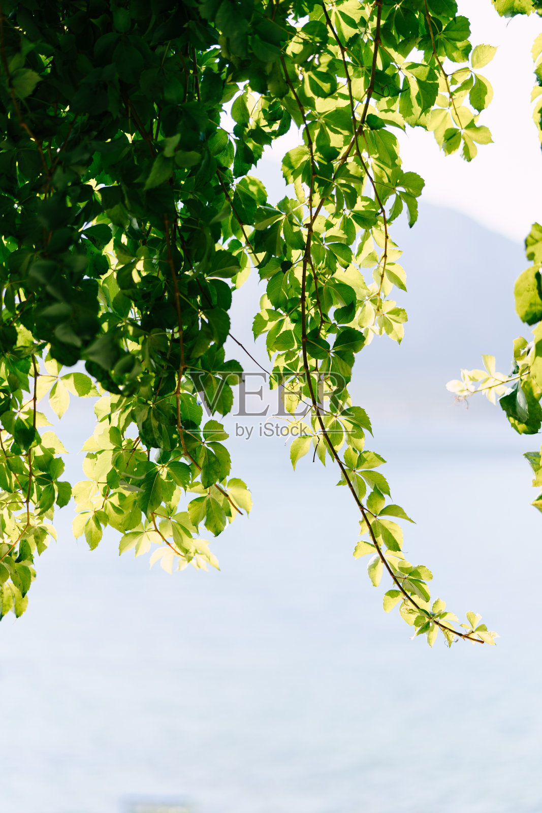 蓝色背景带叶子。葡萄藤的枝条从框架上方垂下来，背靠蓝色的大海照片摄影图片