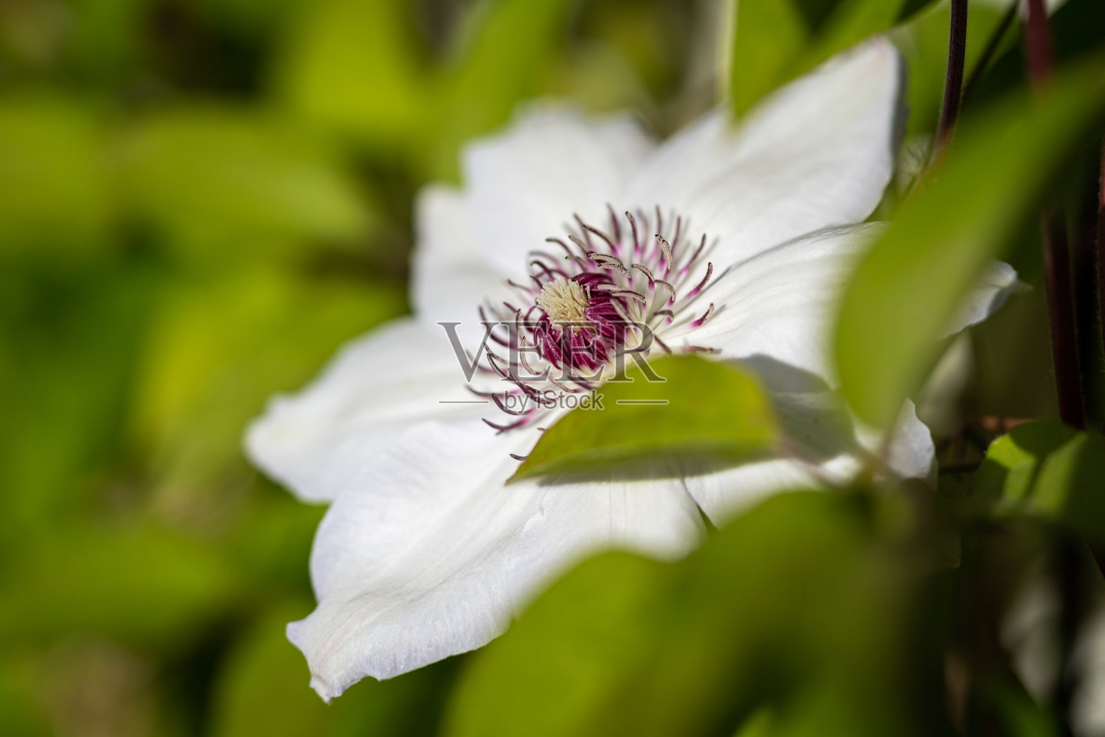 盛开着白色花瓣的铁线莲照片摄影图片