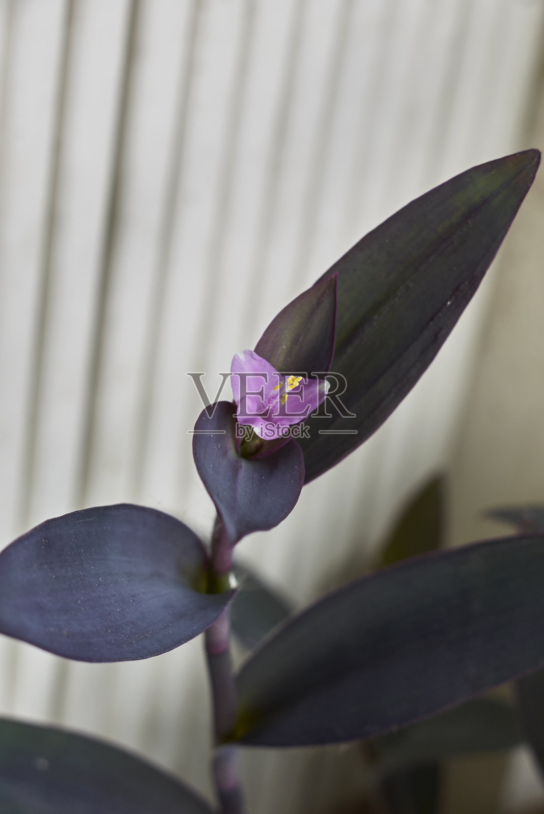 贸易圣帕利达照片摄影图片