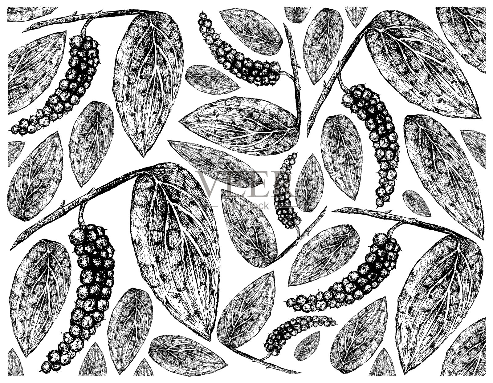 手绘黑胡椒或胡椒背景插画图片素材