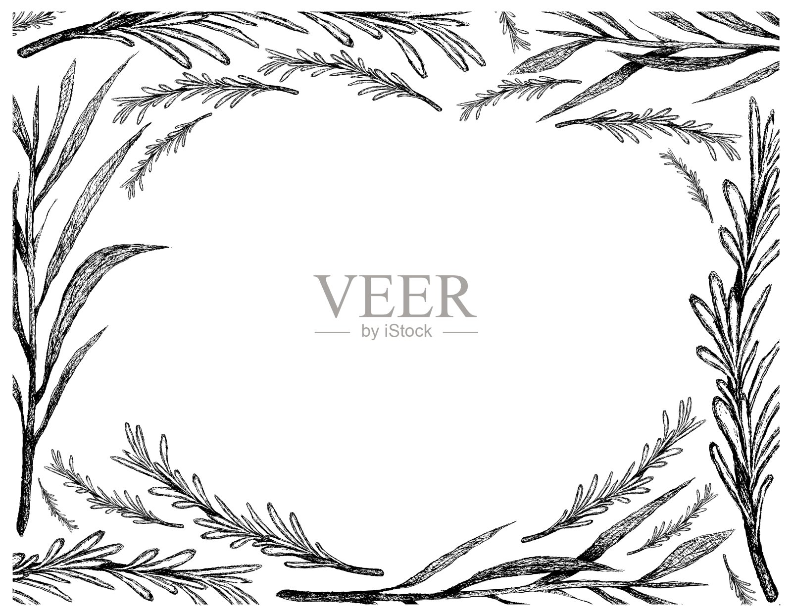 手绘龙蒿和迷迭香框架插画图片素材