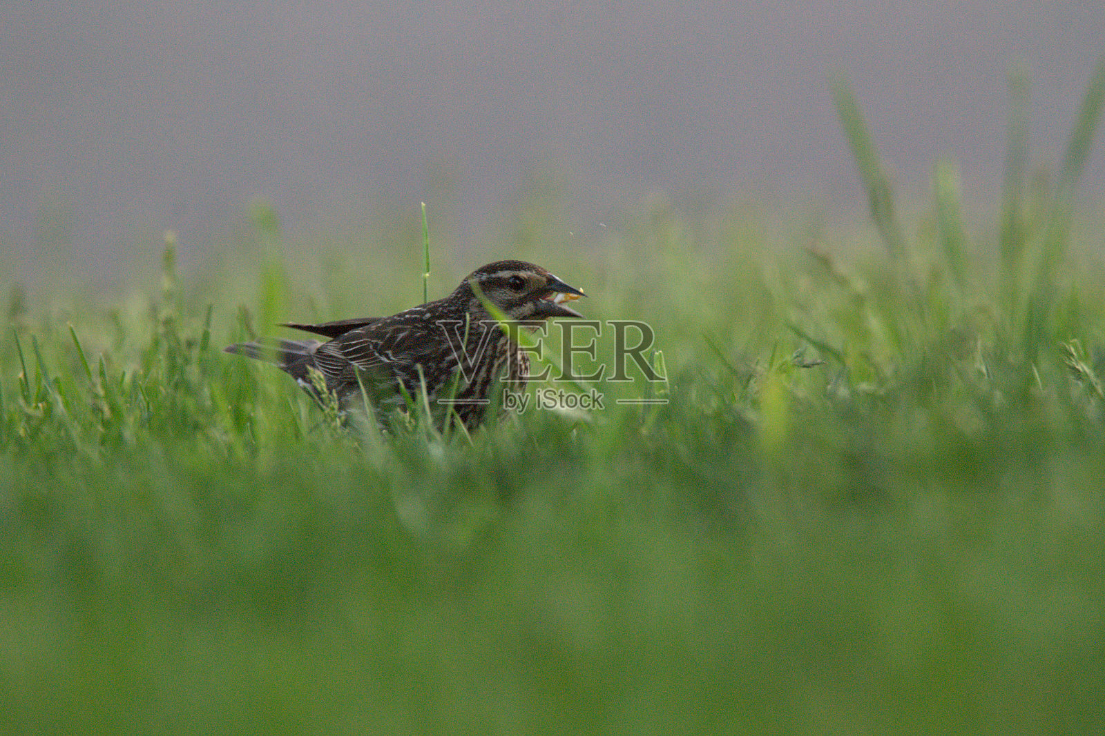雀喂养照片摄影图片