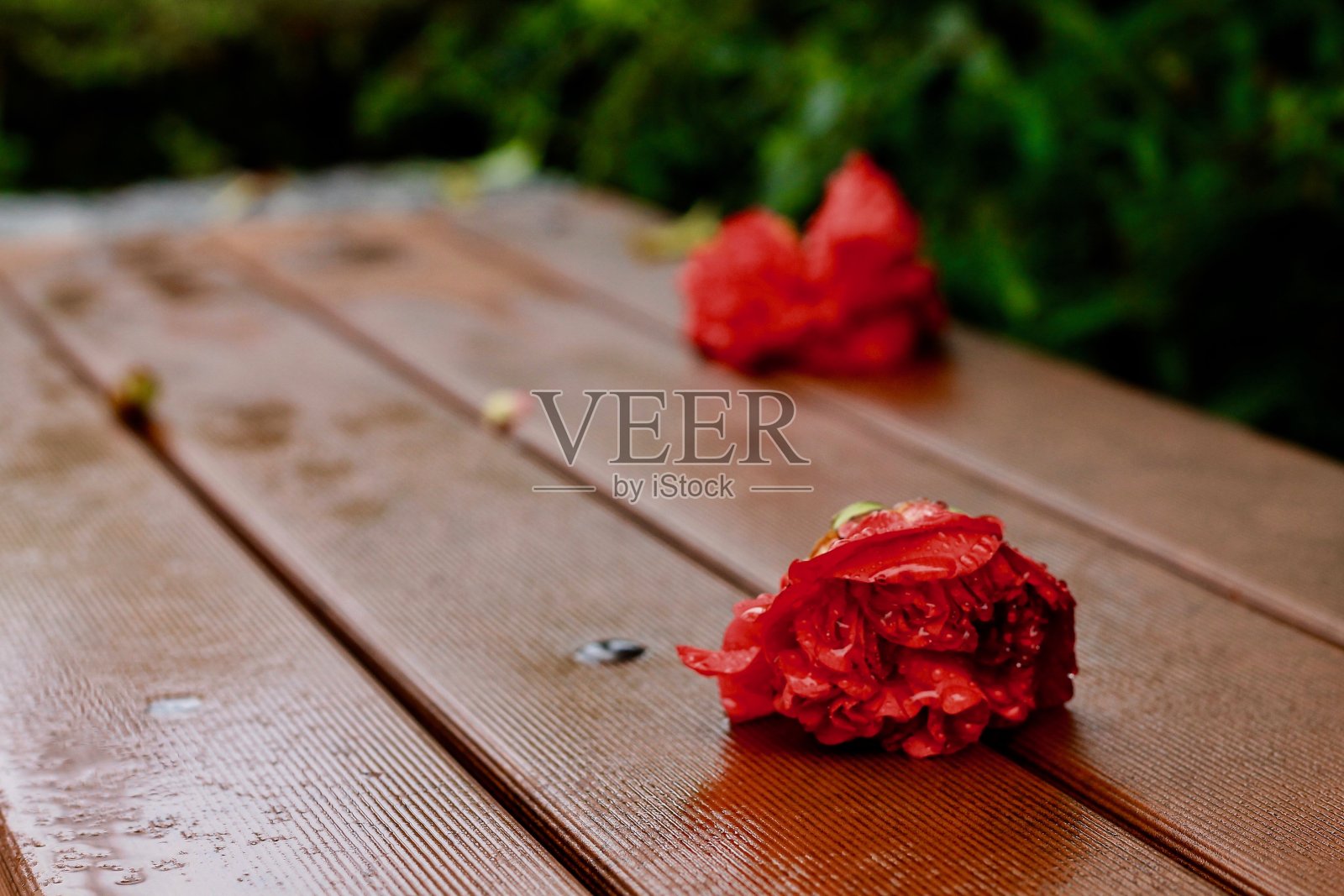 红色flower4照片摄影图片