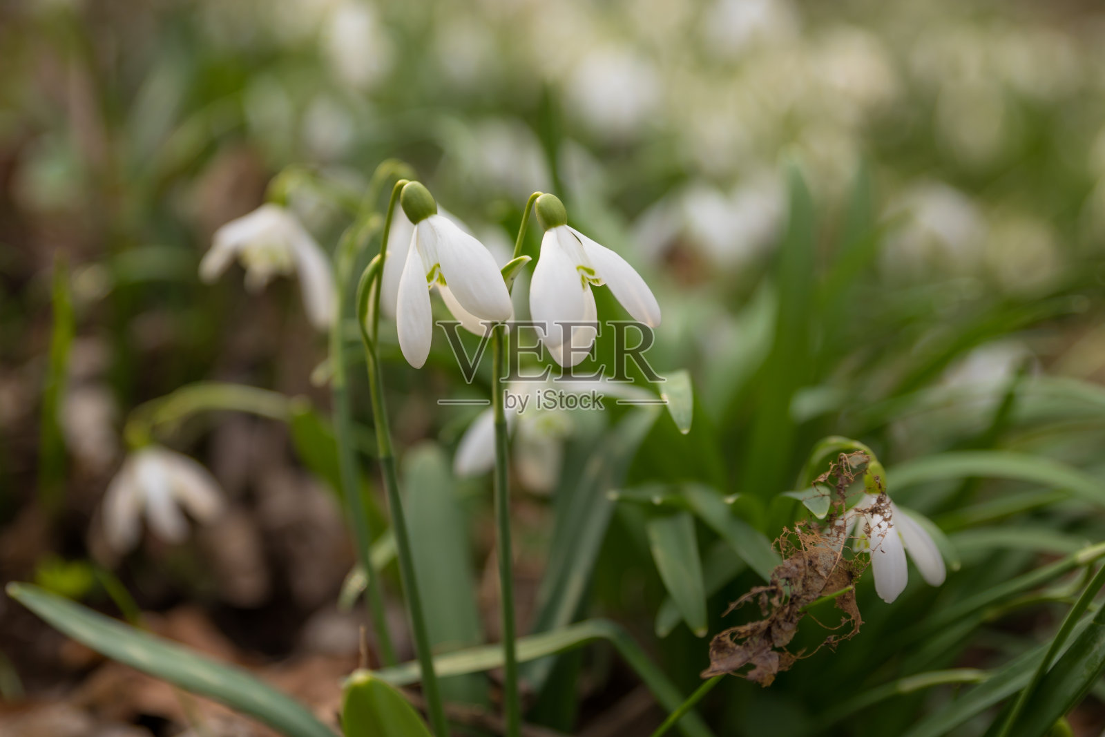 森林里的雪花莲照片摄影图片
