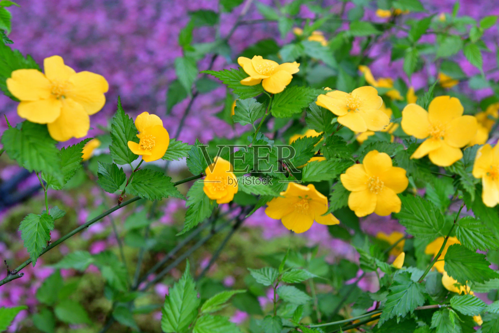 Kerria japonica /日本Kerria花照片摄影图片