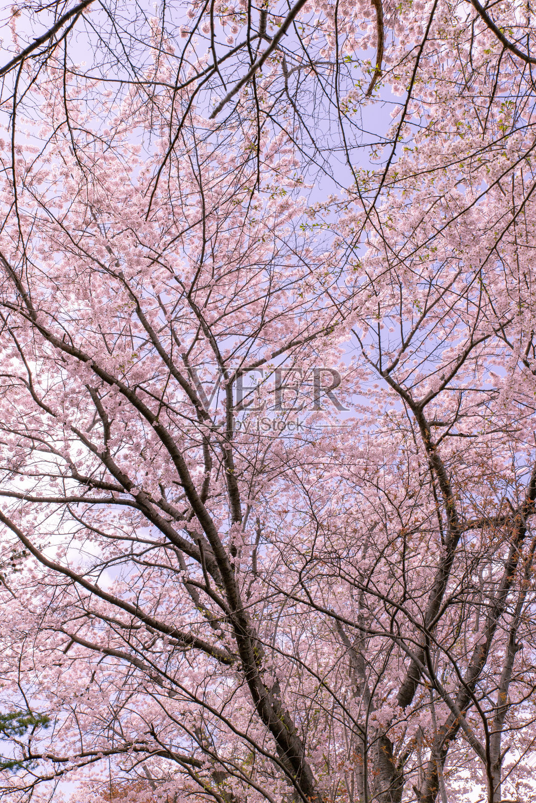 美丽的樱花盛开在札幌照片摄影图片