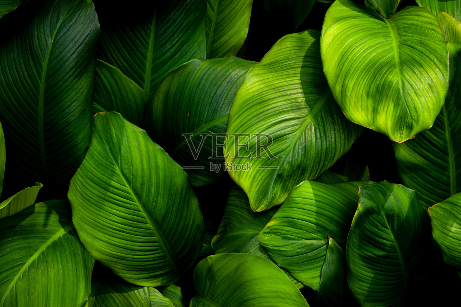 Spathiphyllum cannifolium background的叶子照片摄影图片