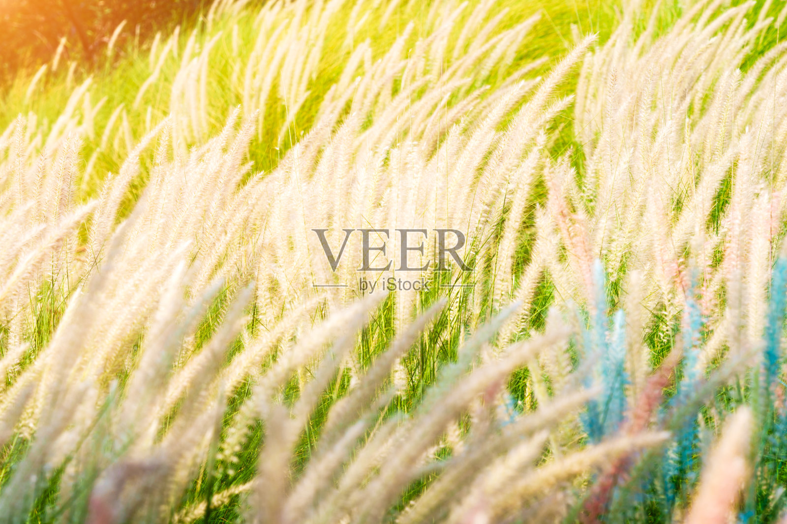 白茅属天然草照片摄影图片