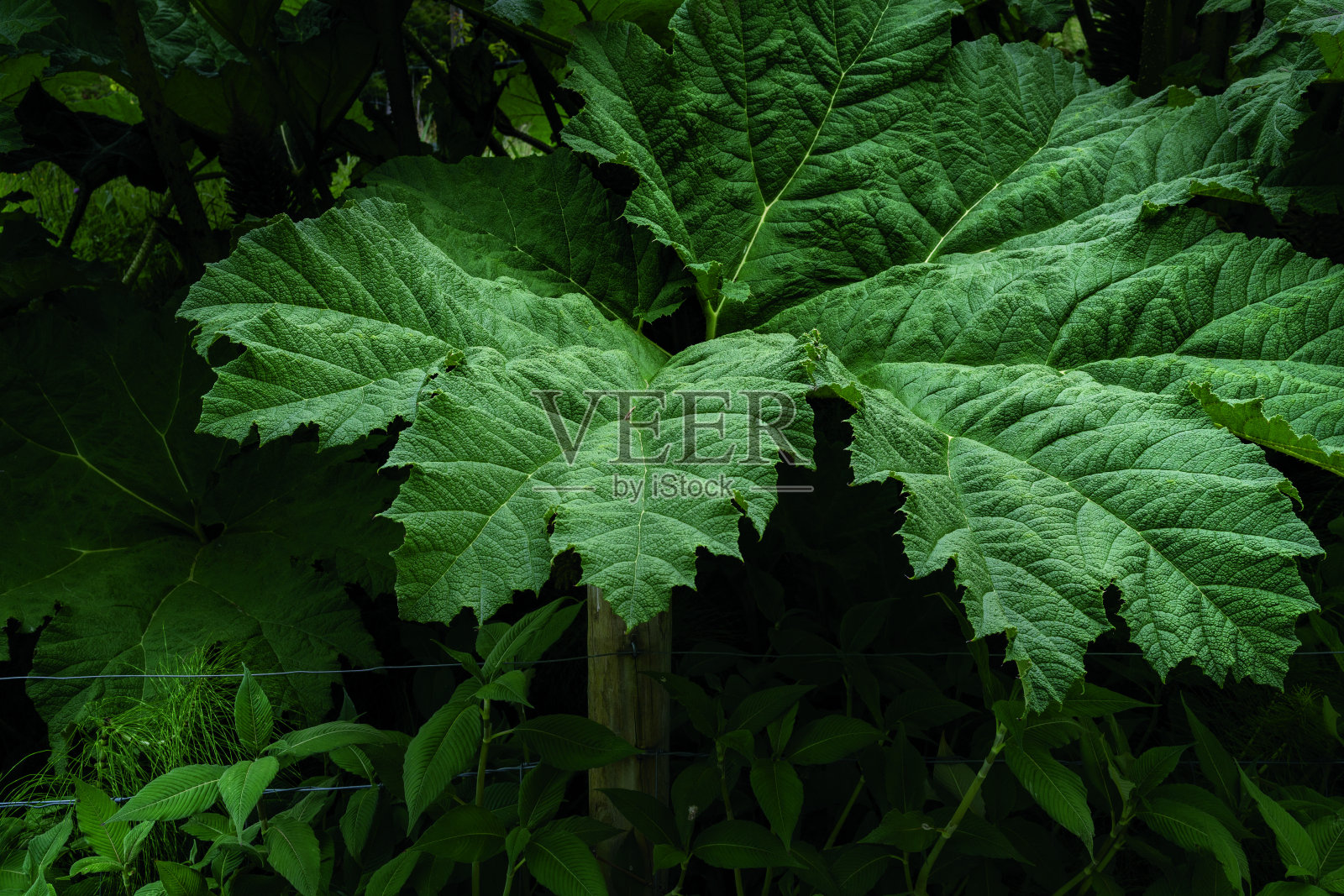爱尔兰的超大绿叶照片摄影图片