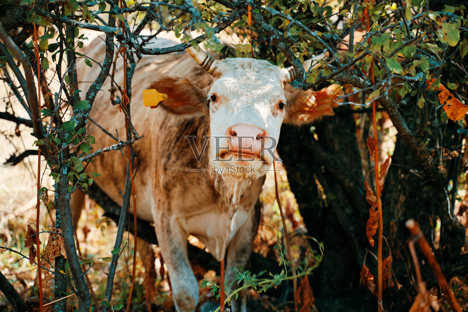 有耳标的牛。照片摄影图片