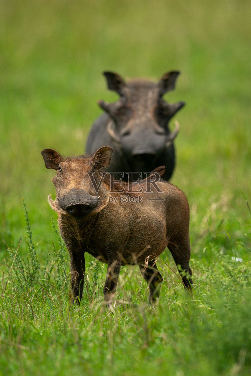 在照片摄影图片