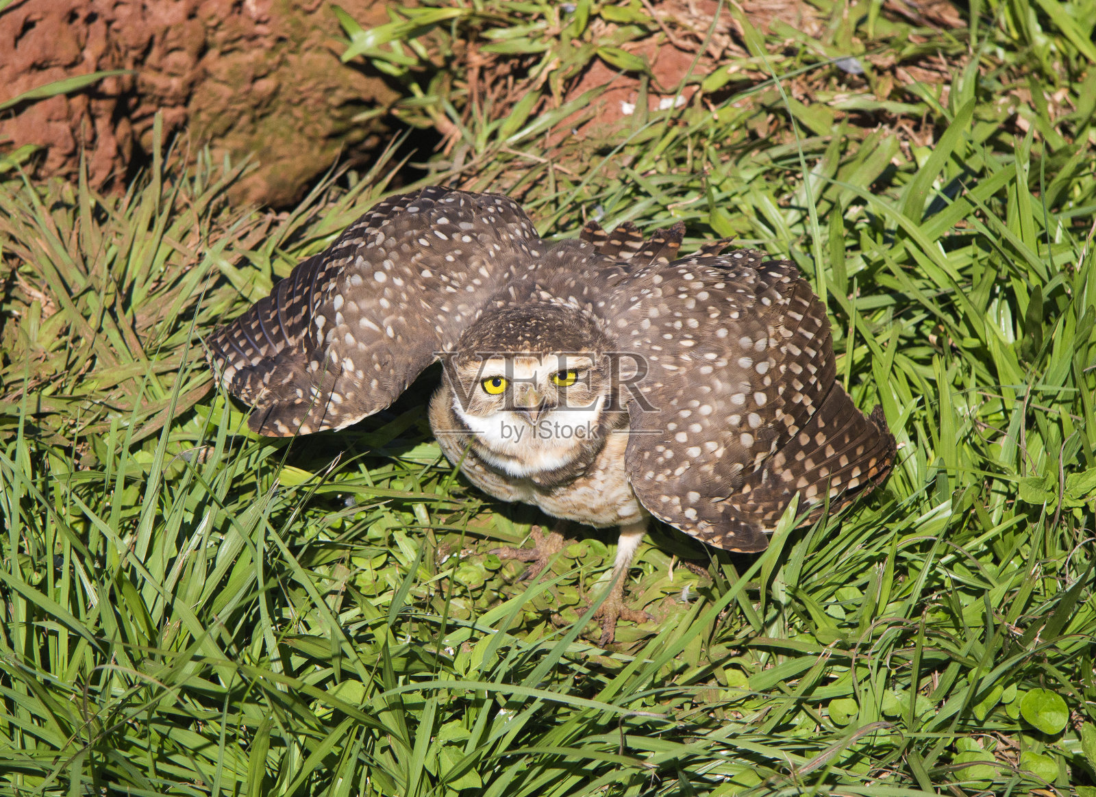 穴鸮(Athene cucularia)。特立尼达、巴拉圭照片摄影图片