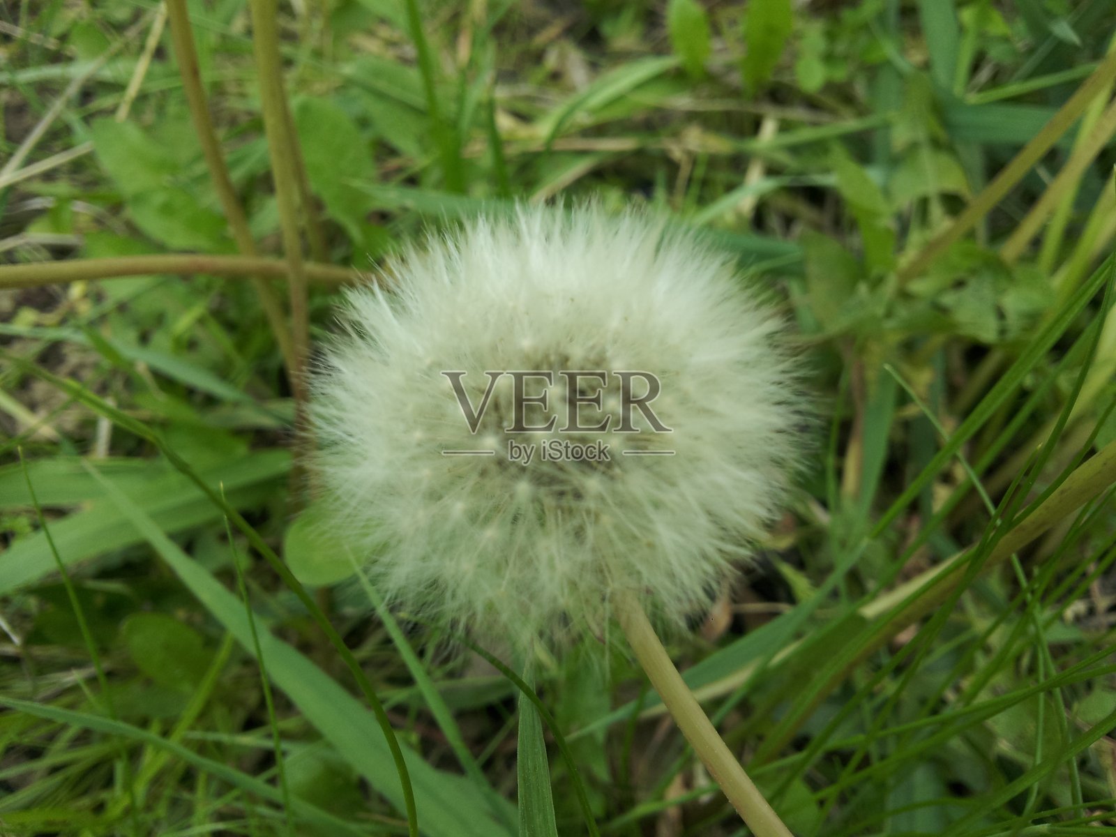 蒲公英的种子照片摄影图片