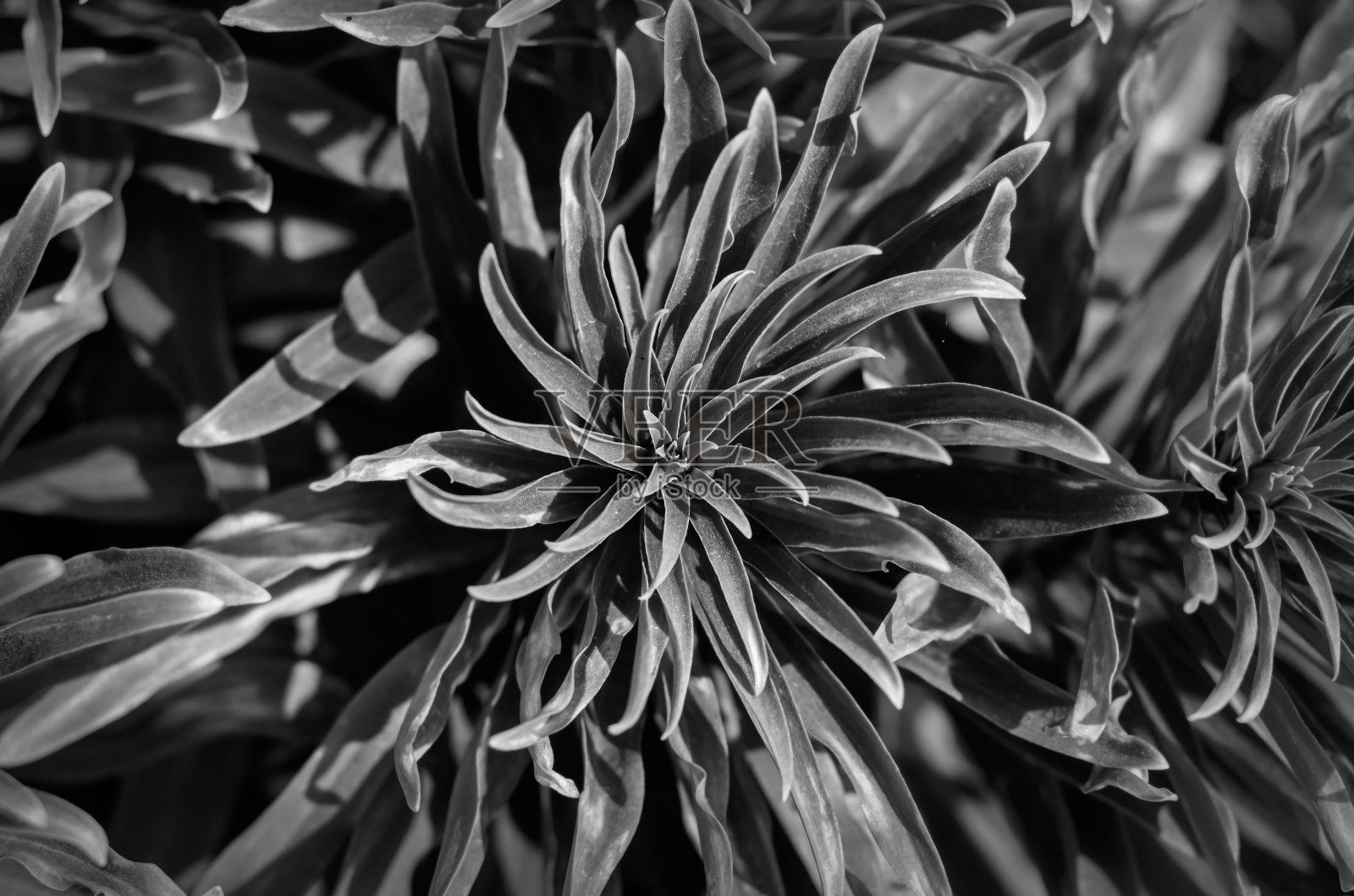 披针形的百合，或斑纹百合。照片摄影图片