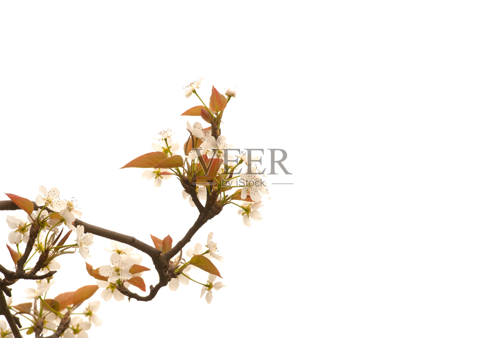 孤立的黄花树枝，一常绿叶植物di切割在白色背景与修剪路径。照片摄影图片