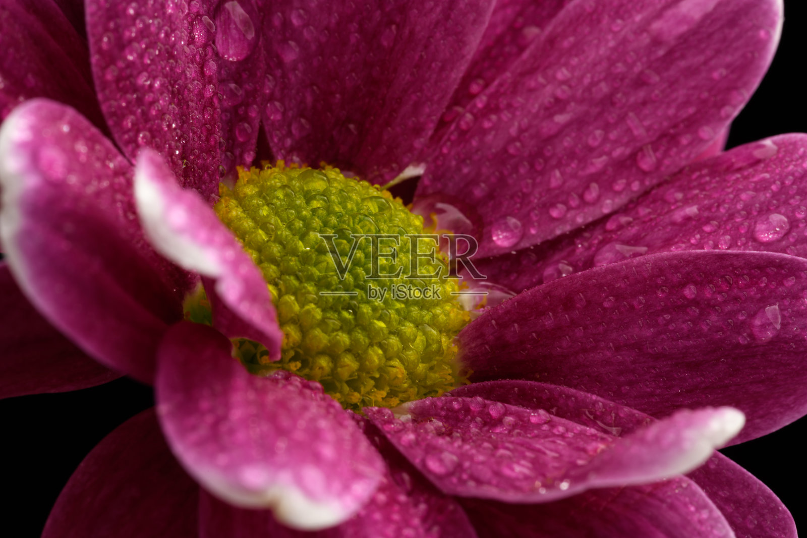 孤立在黑色背景上的雏菊花照片摄影图片