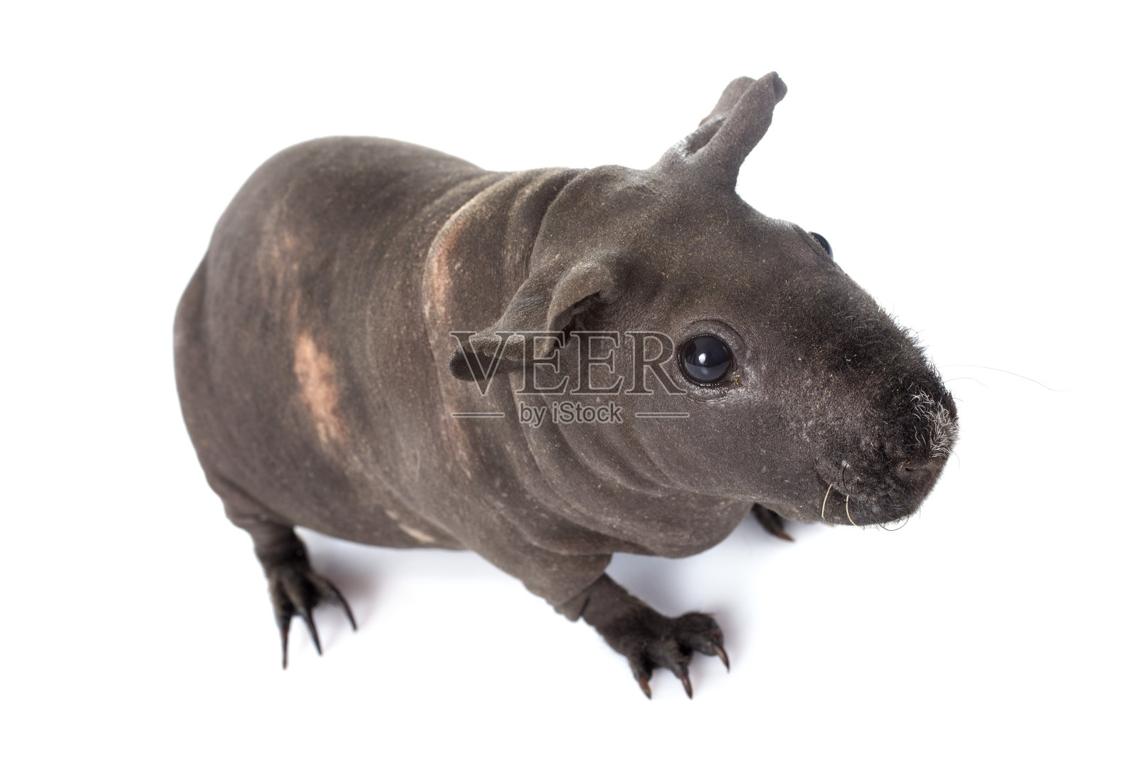 无毛的豚鼠照片摄影图片