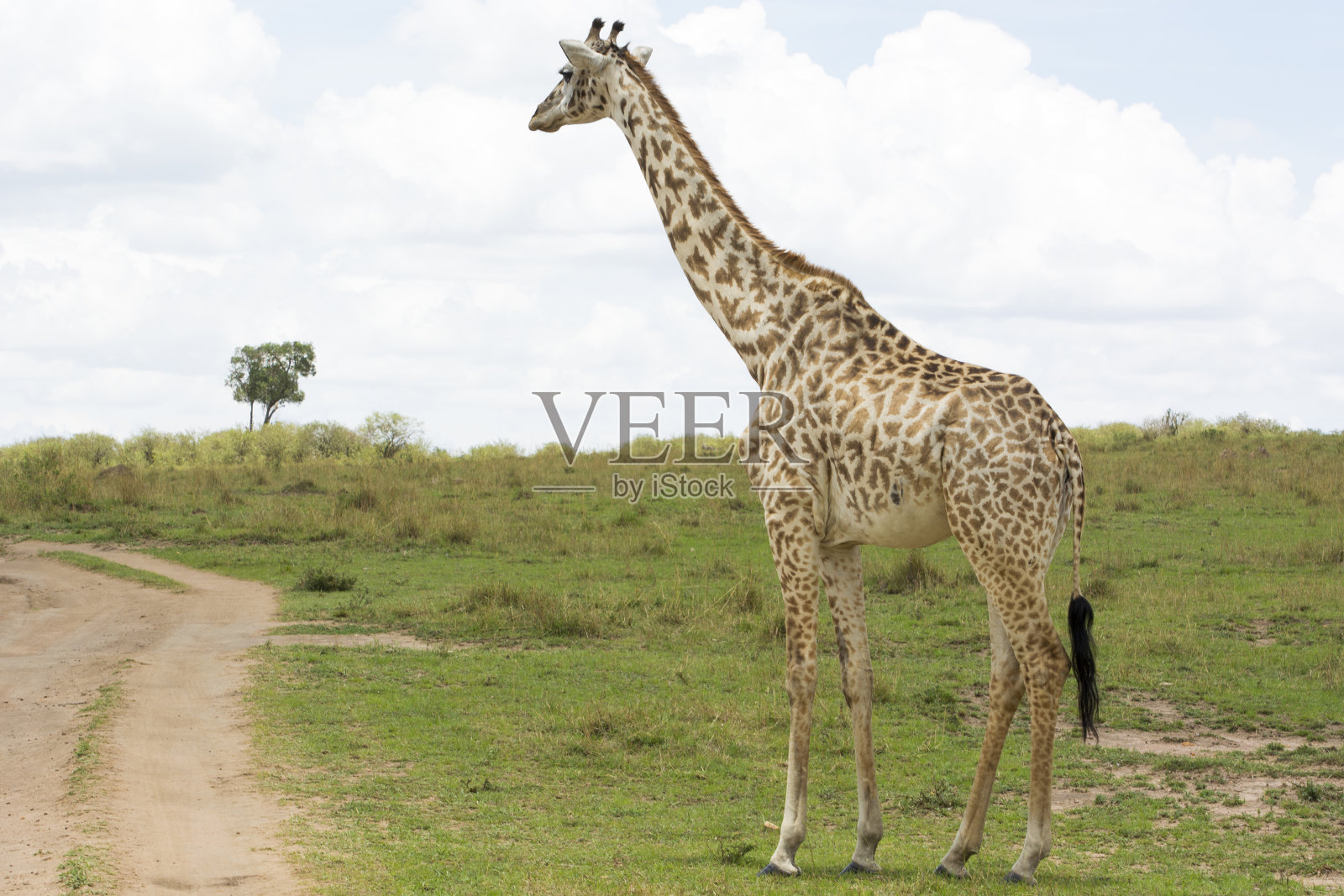 肯尼亚马赛马拉国家公园的马赛长颈鹿照片摄影图片