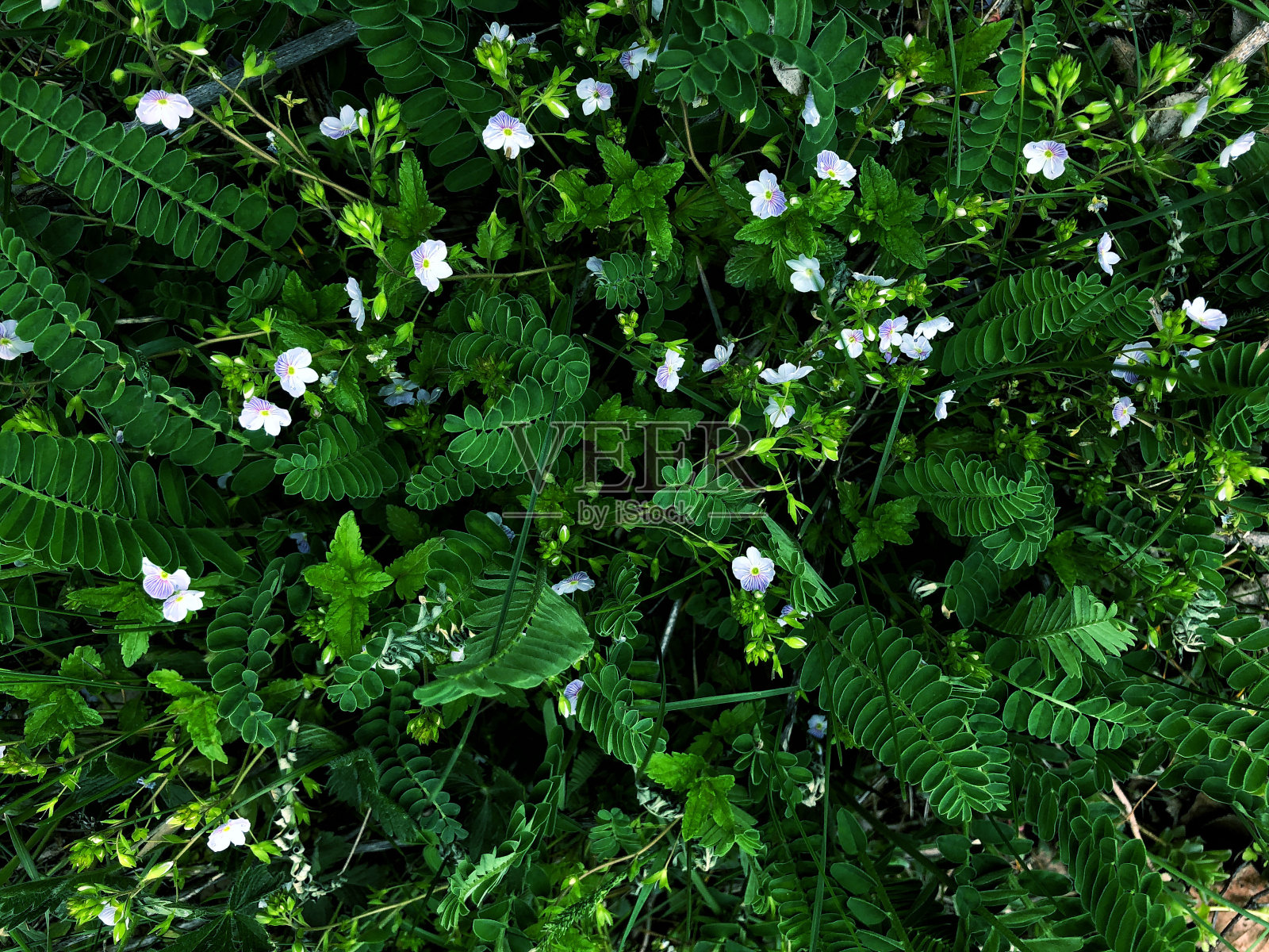 美丽的自然背景垂直花园与绿色的树叶照片摄影图片