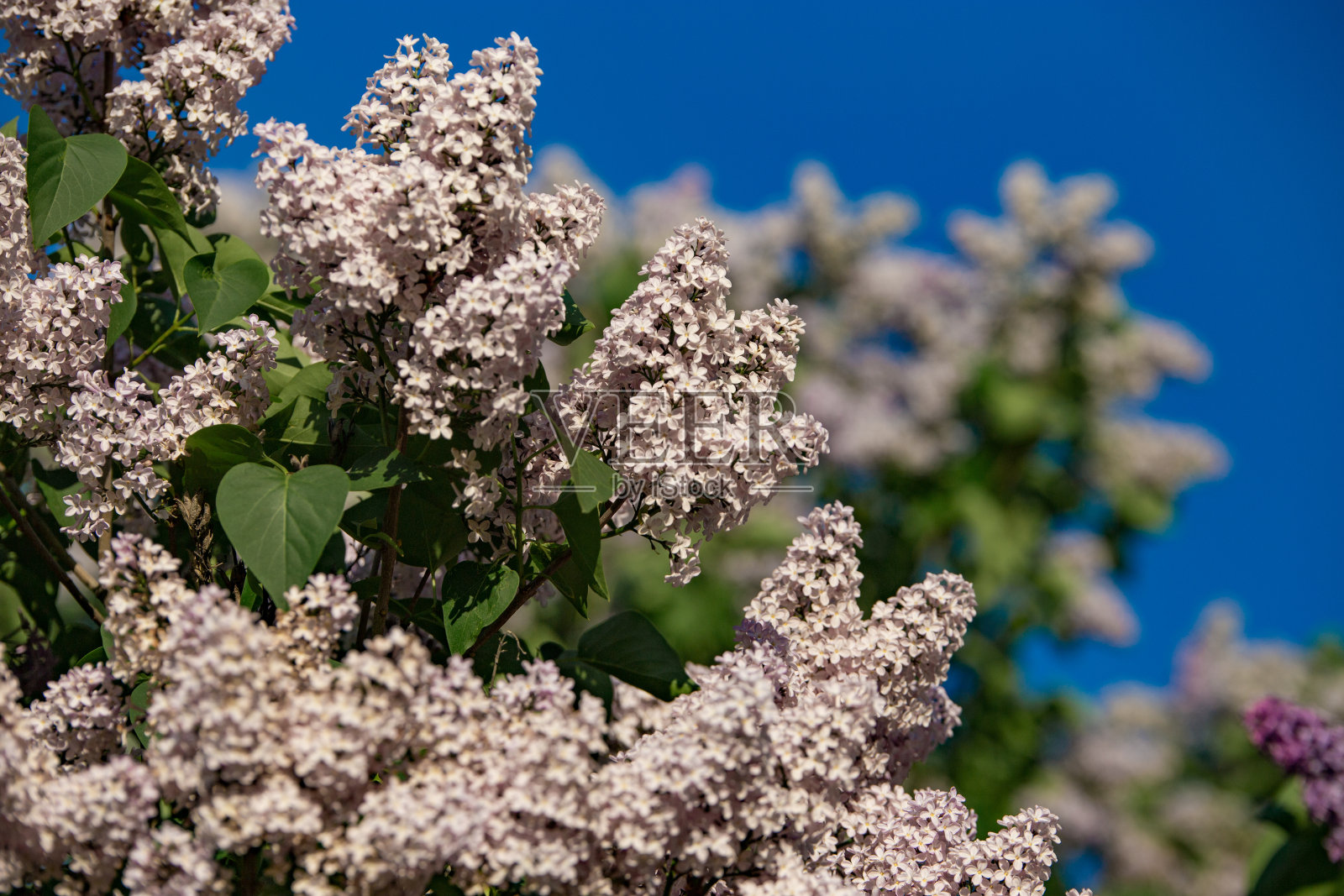 盛开的丁香花照片摄影图片