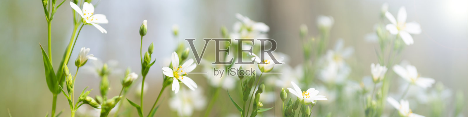 森林里的针叶草照片摄影图片