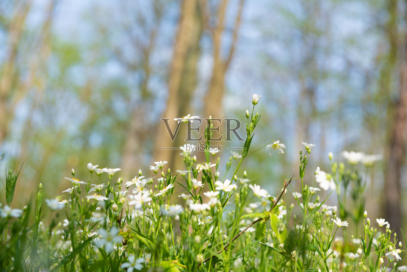 森林里的针叶草照片摄影图片