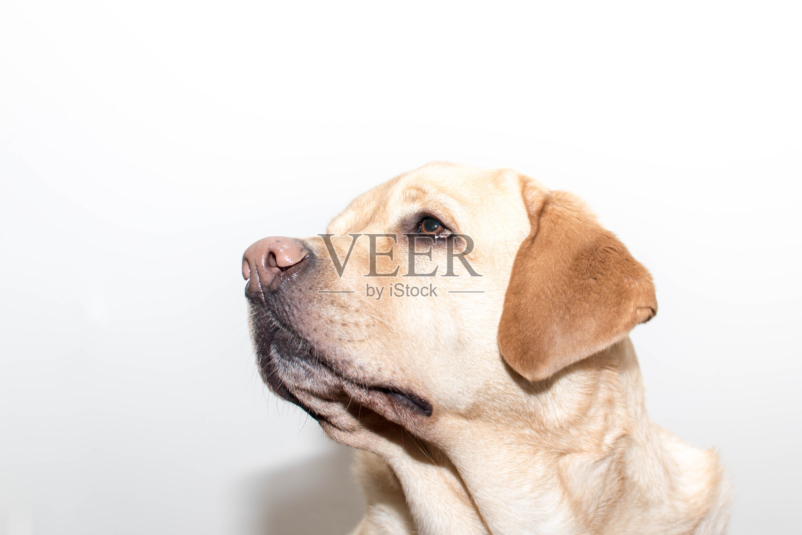 当狗看着你的时候照片摄影图片