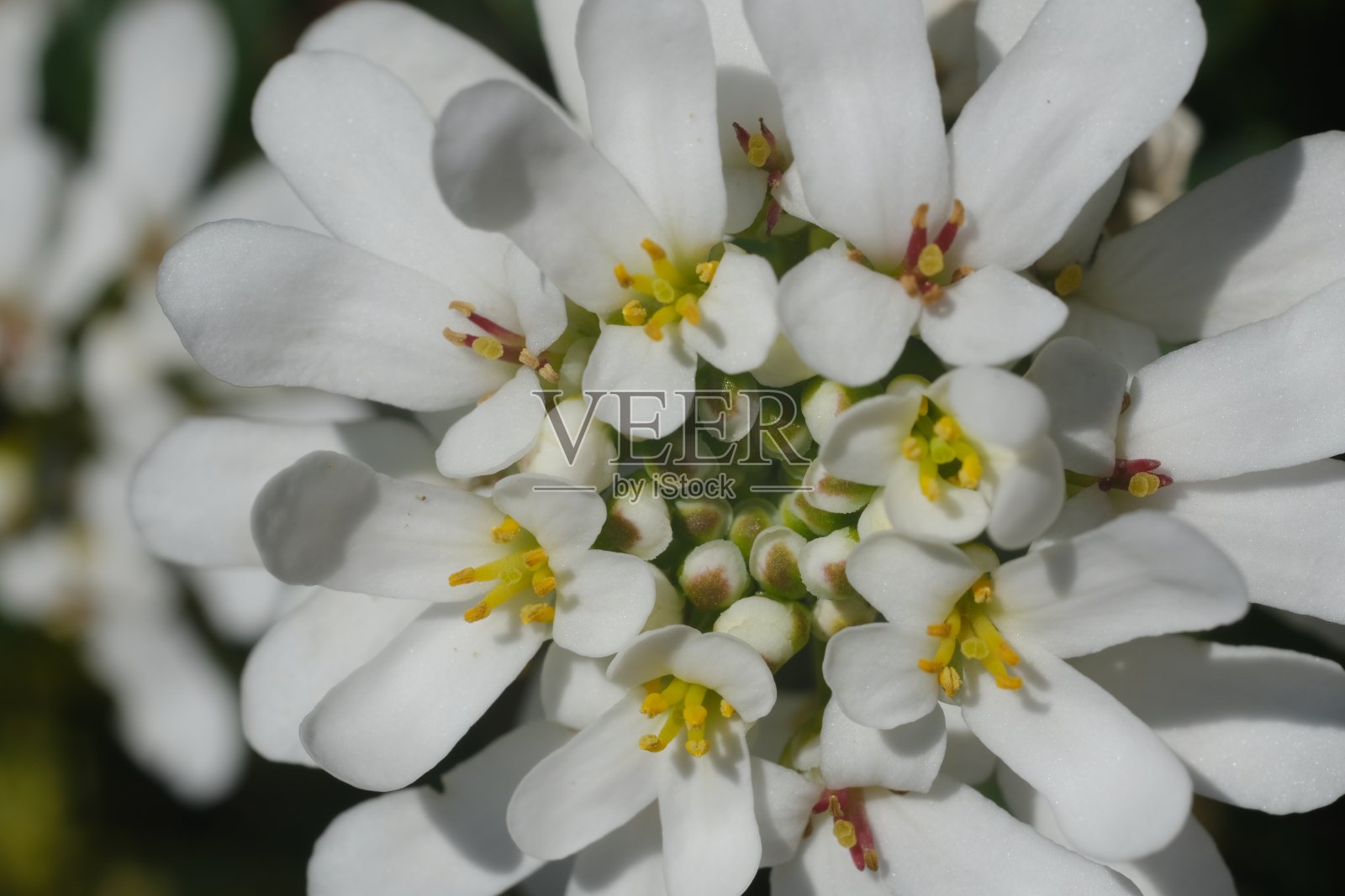 白色和黄色的伊比利亚花。照片摄影图片