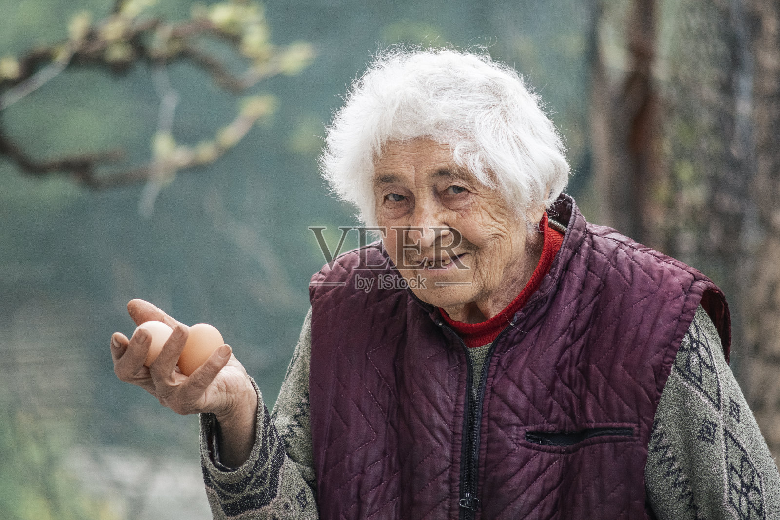 活跃的老年妇女从她的家畜在农场里捡鸡蛋。为她的作品感到骄傲。家母鸡的新鲜鸡蛋。新鲜健康的有机食品。照片摄影图片