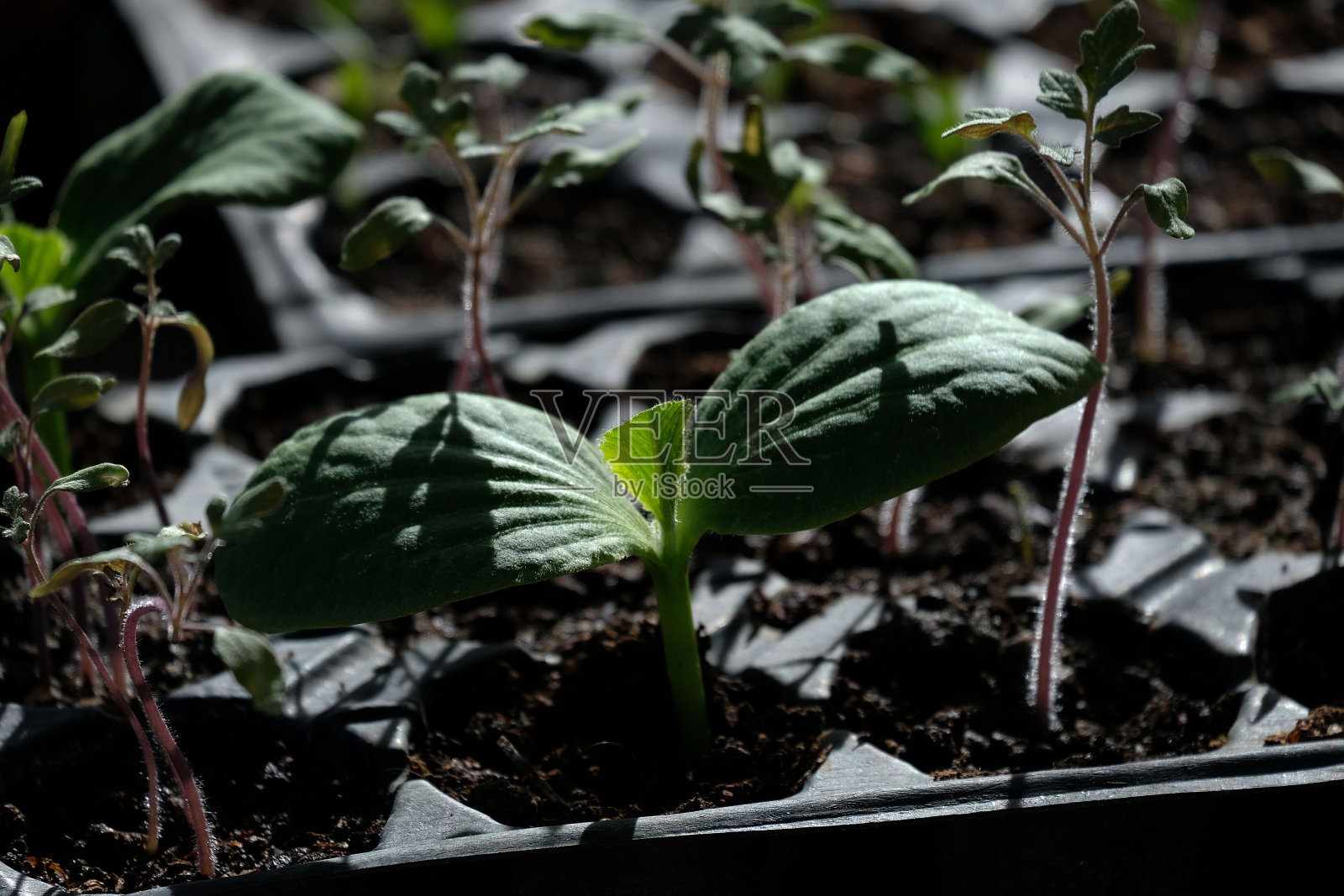 准备种在花园里的南瓜苗，照片摄影图片