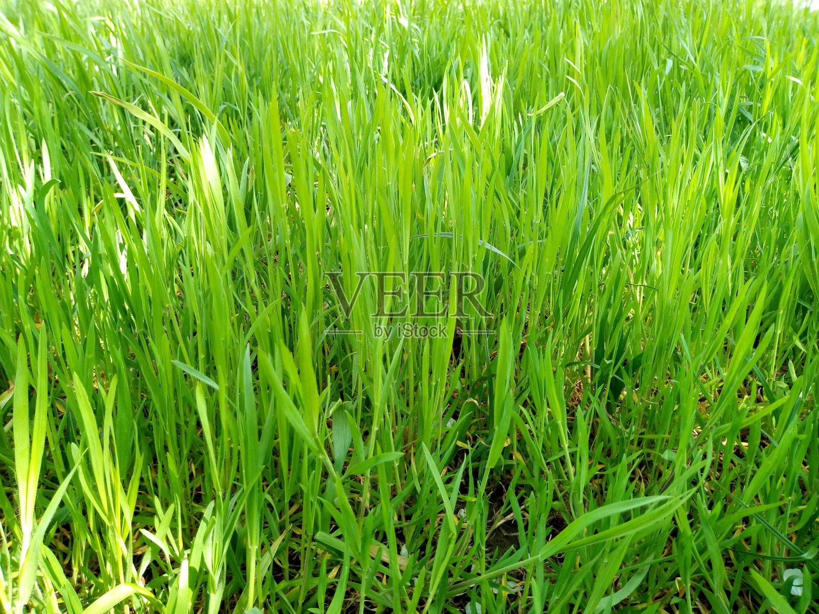 多汁的绿草照片摄影图片