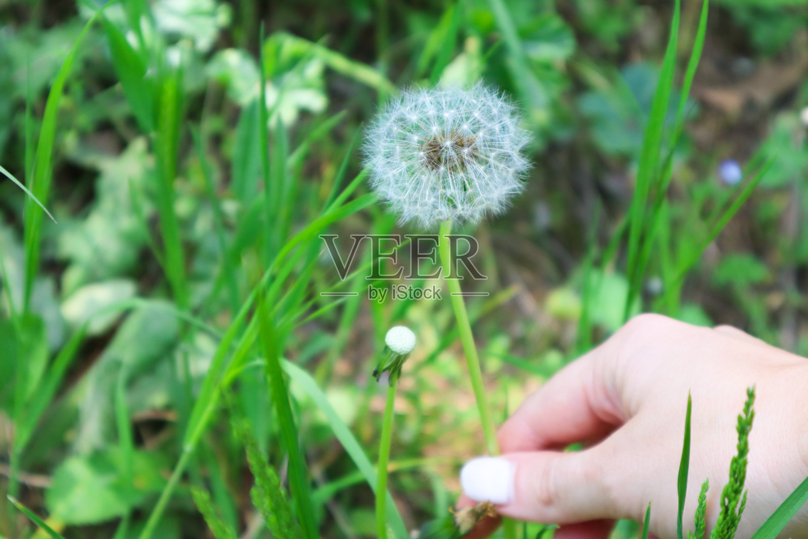 捡起蒲公英照片摄影图片