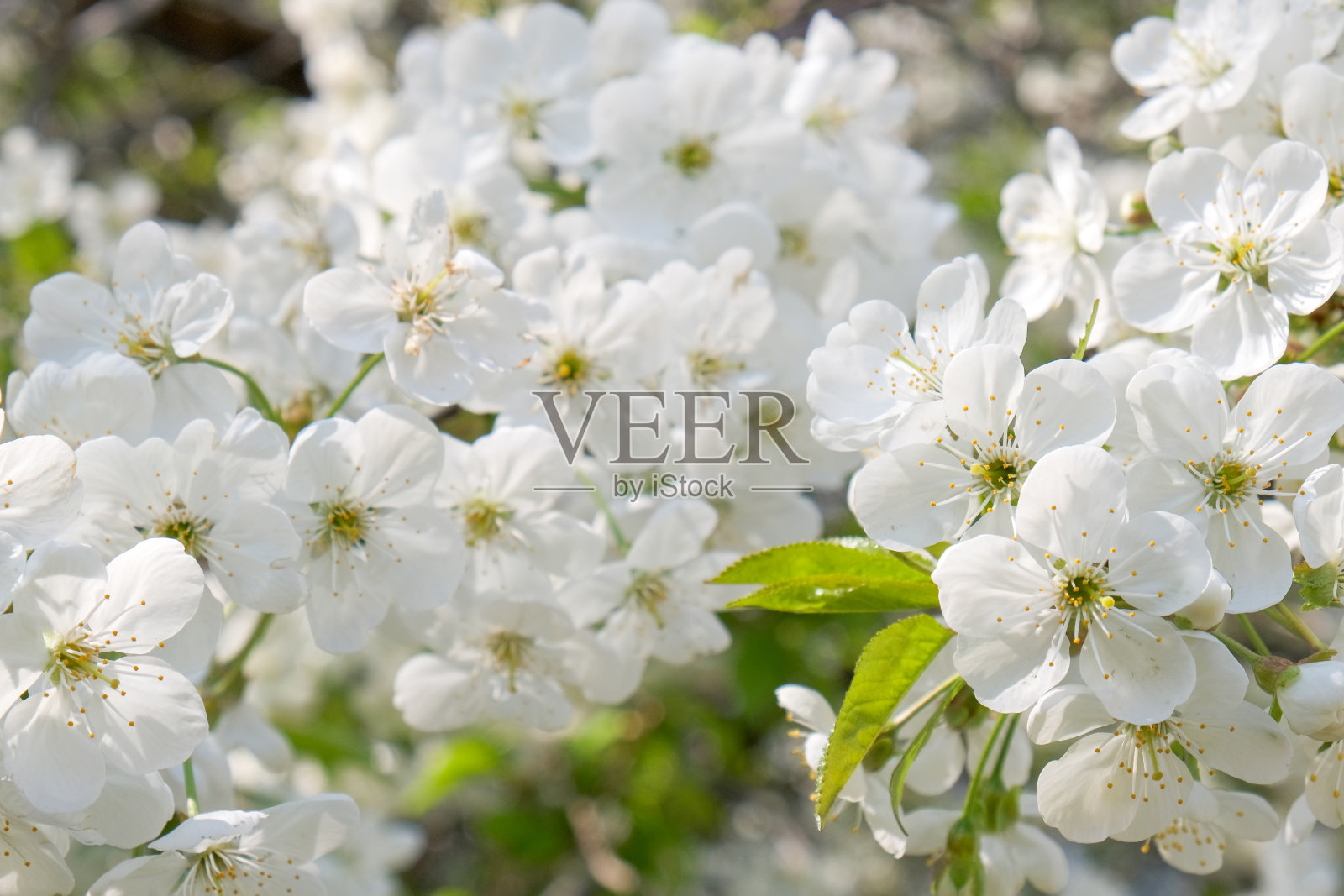 盛开的樱桃枝照片摄影图片