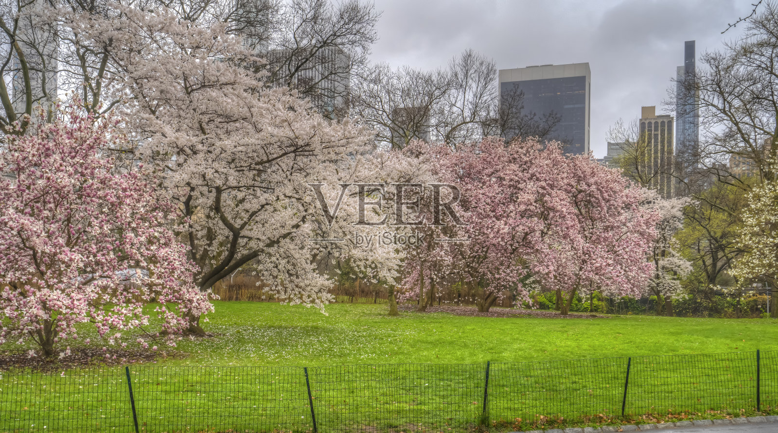 春天的中央公园照片摄影图片