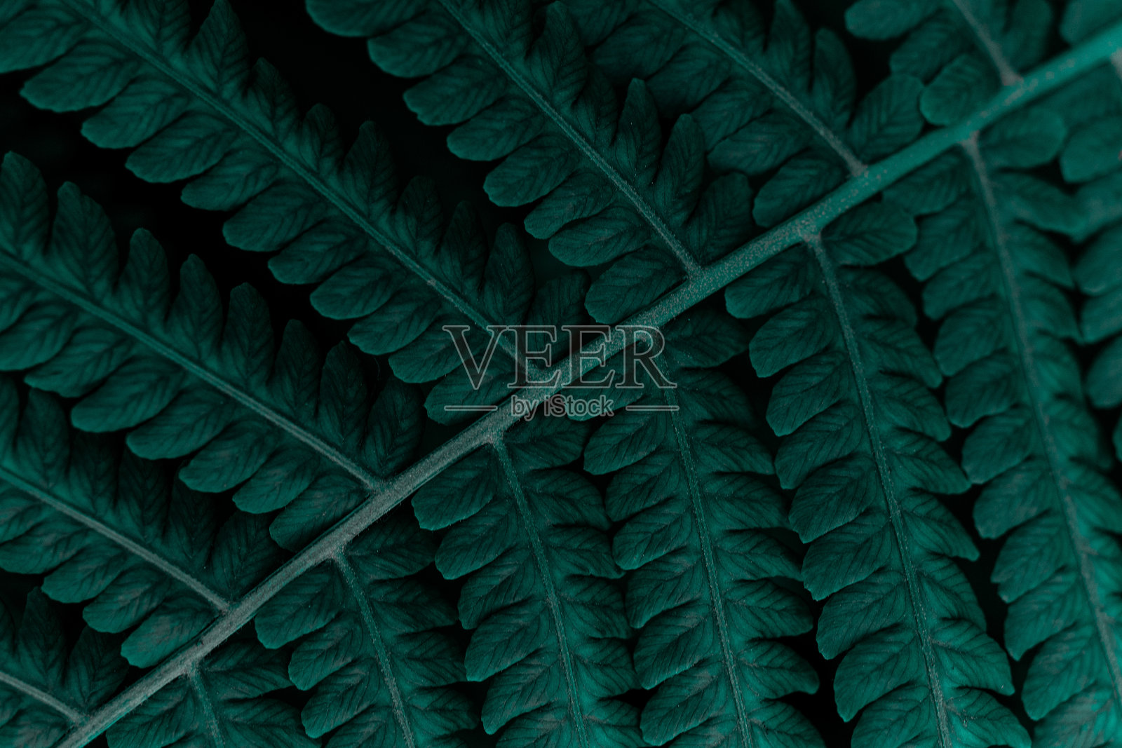 蕨叶背景。照片摄影图片