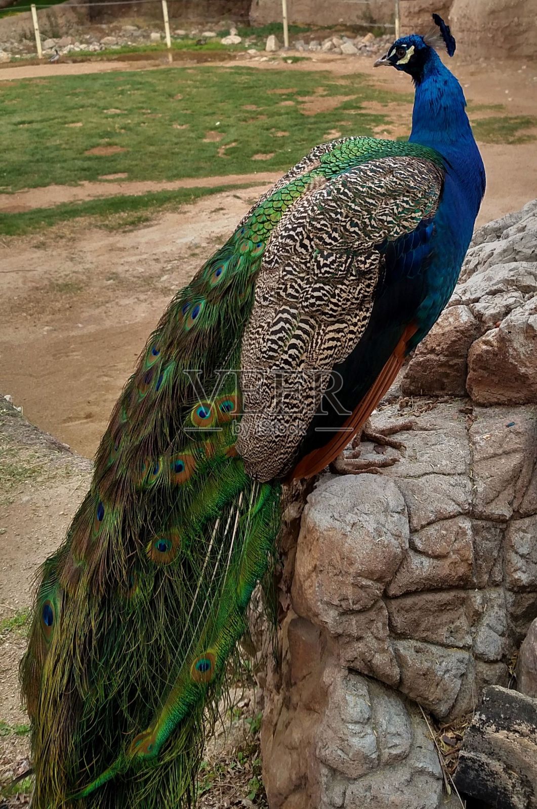 孔雀照片摄影图片