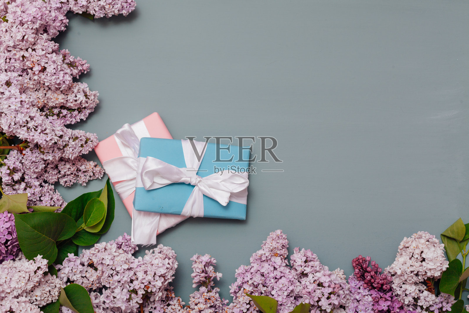 淡紫色的花朵在灰色的背景上绽放着春天的气息照片摄影图片