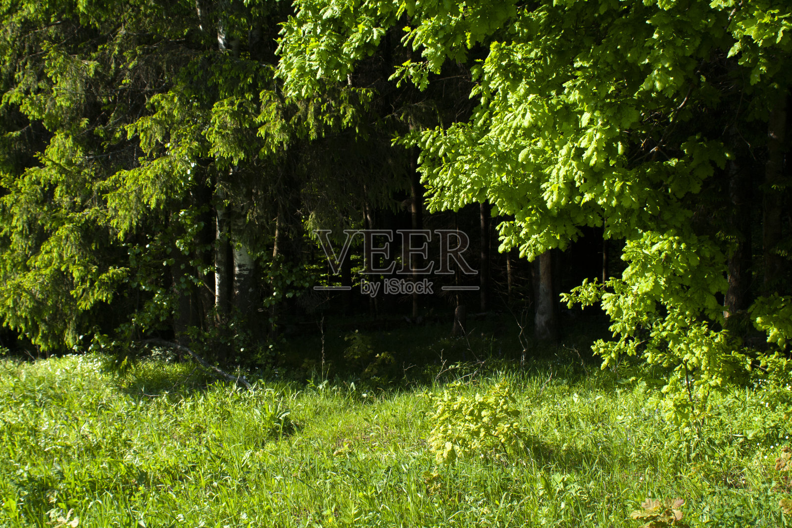 夏天的天气在田野里。照片摄影图片