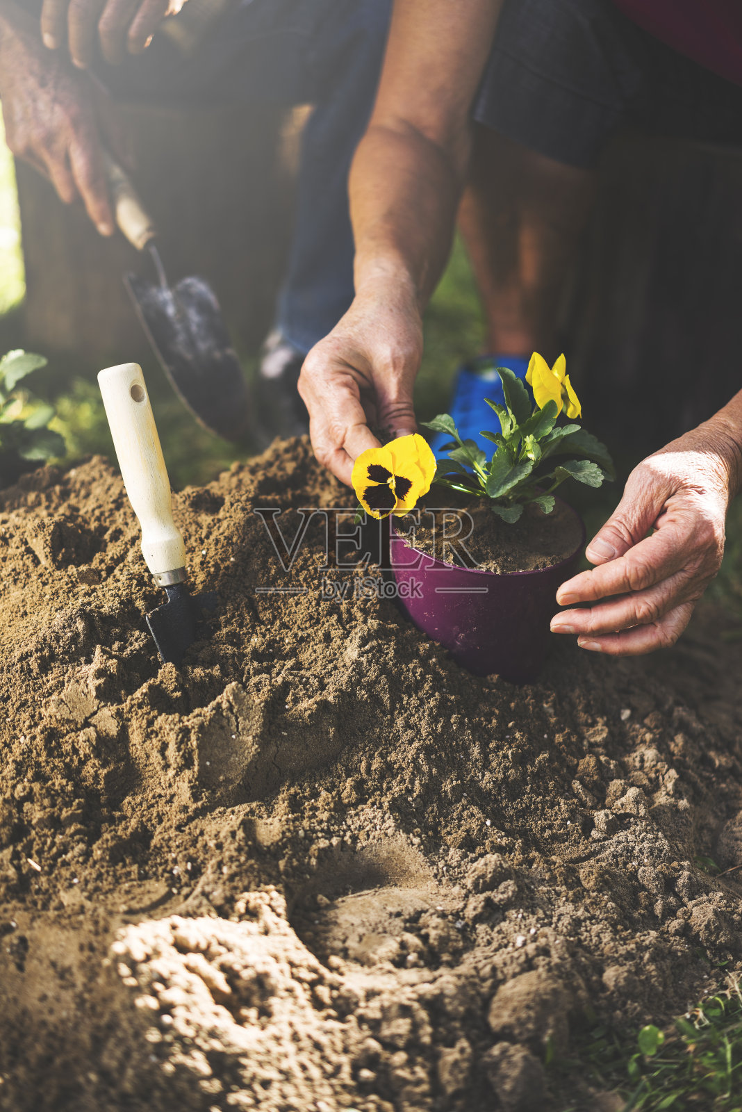 活跃的老年人在一个阳光明媚的日子园艺照片摄影图片