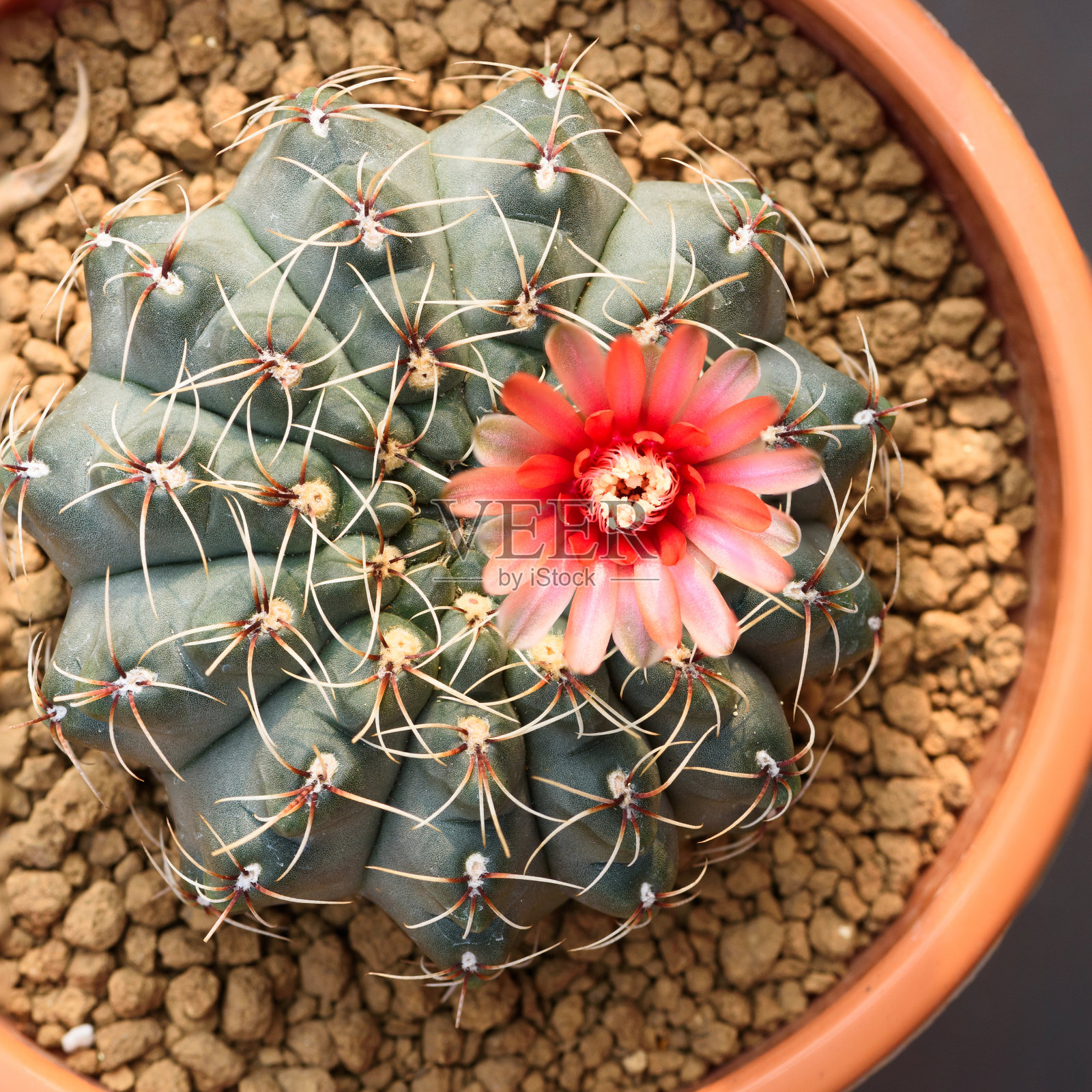 俯视图美丽的仙人掌花在花盆照片摄影图片
