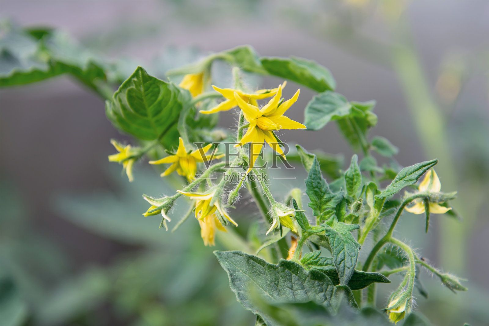 黄色的西红柿花。丰富的开花。农业概念植物、花卉、背景、园林。照片摄影图片