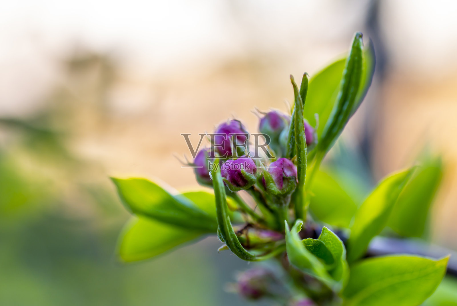 苹果花蕾特写在日落的背景照片摄影图片