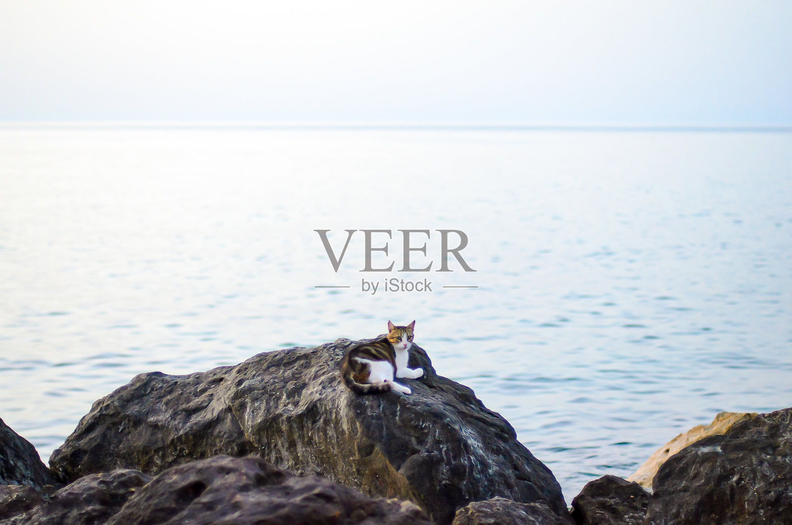 猫在石头上。照片摄影图片