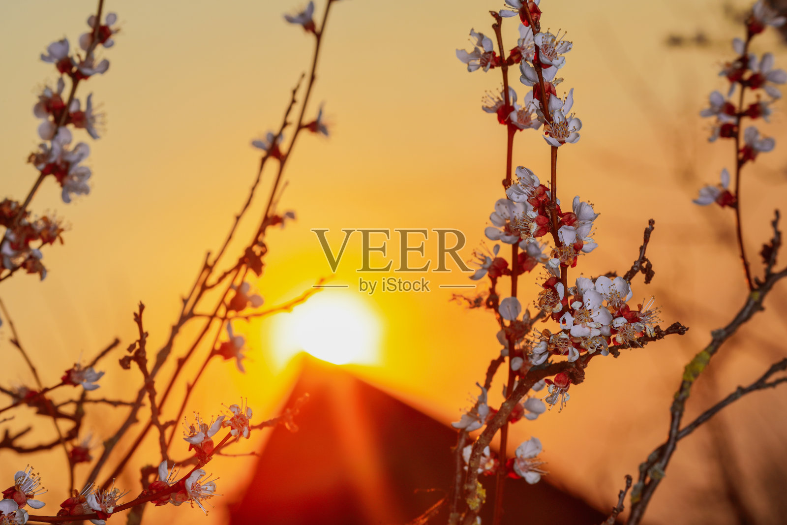 盛开的杏树在美丽的日落背景照片摄影图片