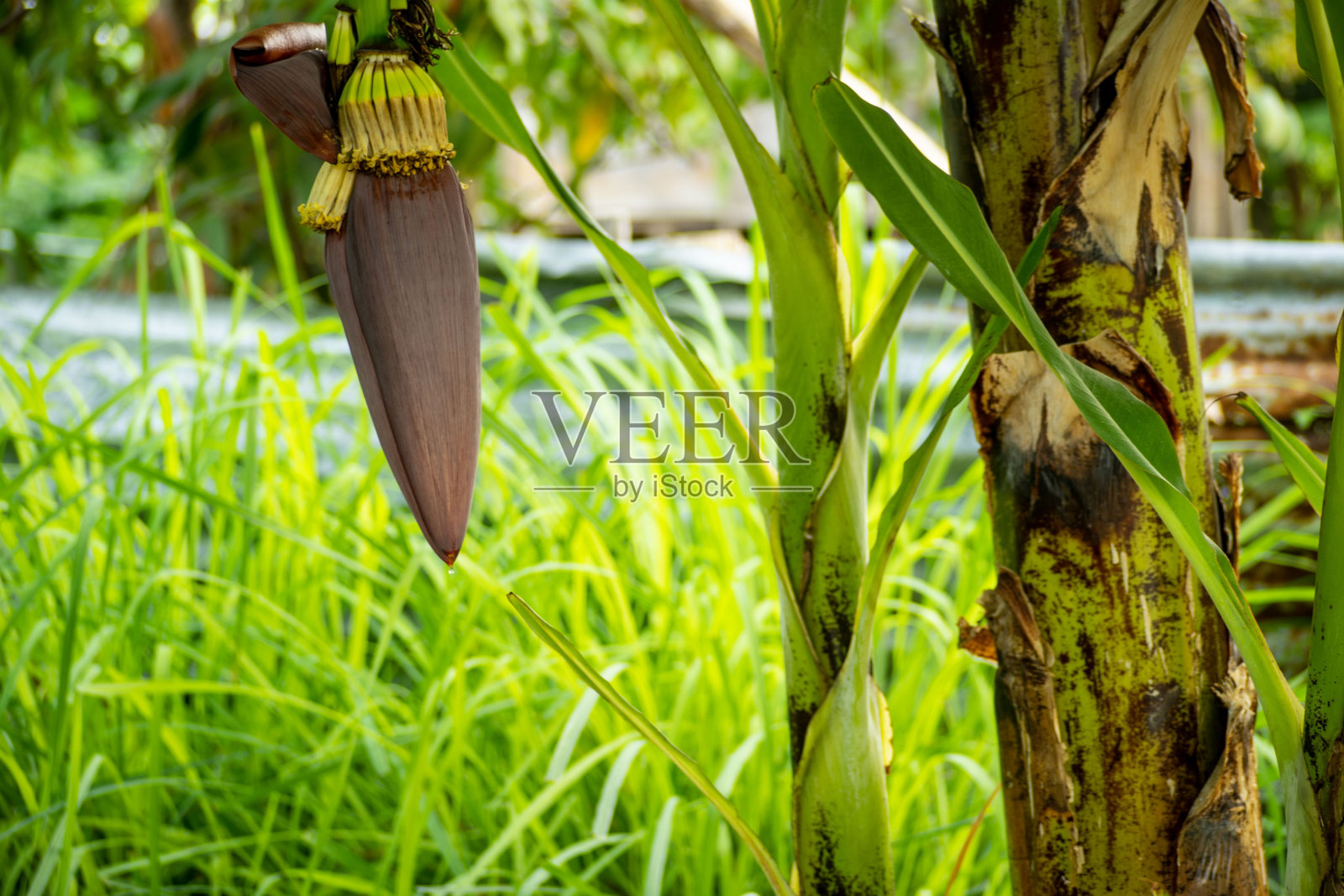 香蕉卷心菜照片摄影图片
