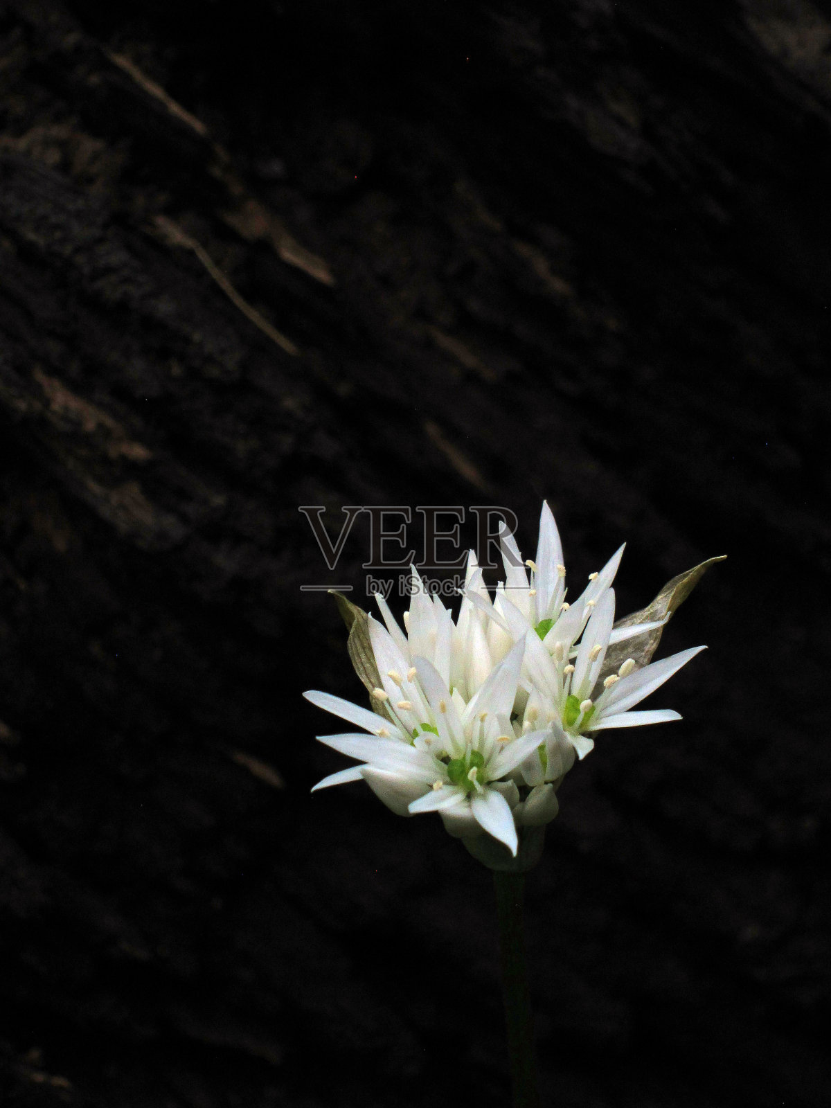 开花的野生大蒜。照片摄影图片