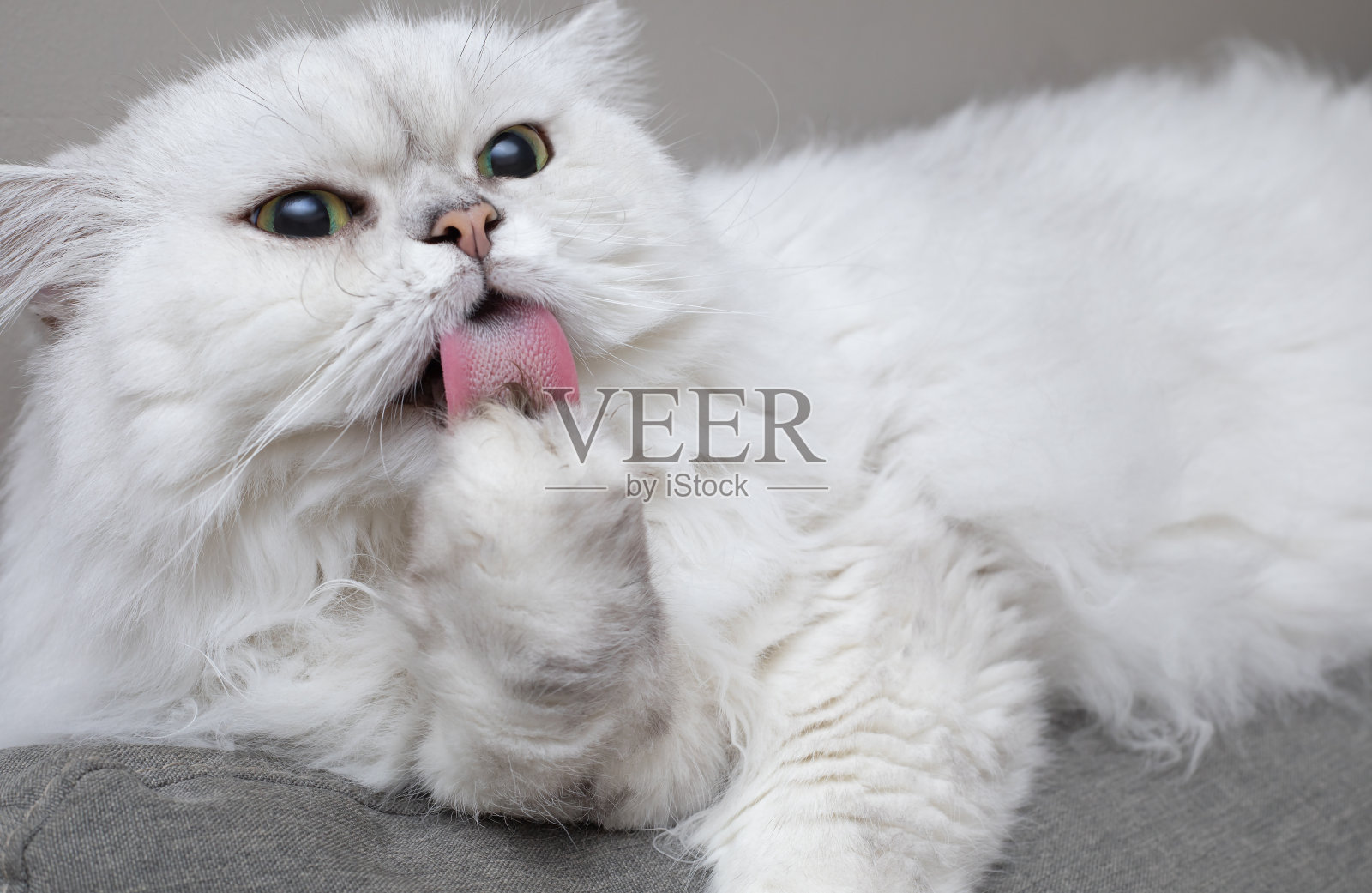 棕栗波斯猫，银色阴影舔他的爪子清洁和梳理自己。健康的猫照片摄影图片